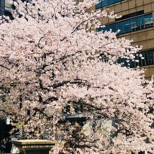 Meet your Posher, Xiaoyin